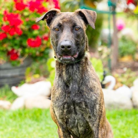 Photo of Coco, adoptable Belgian Shepherd Malinois in Camarillo, California