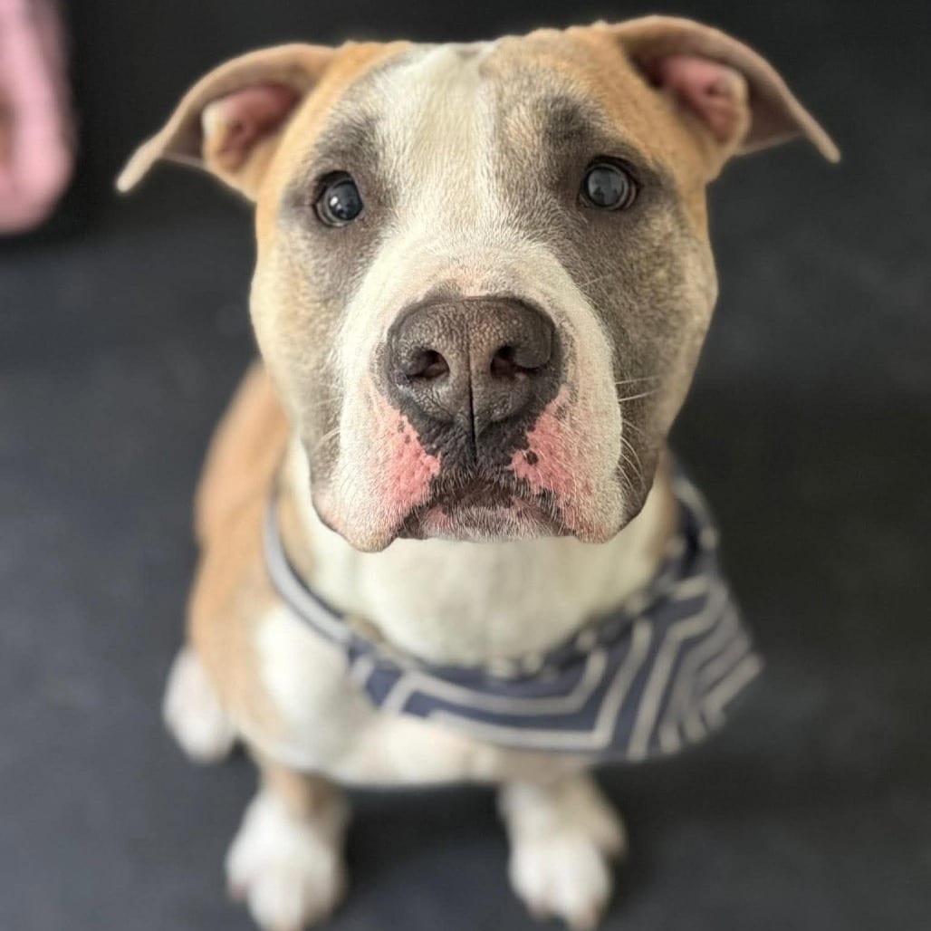 Photo of Mako, adoptable Terrier, American Staffordshire / Mixed Breed (Medium) in Whitestone, New York