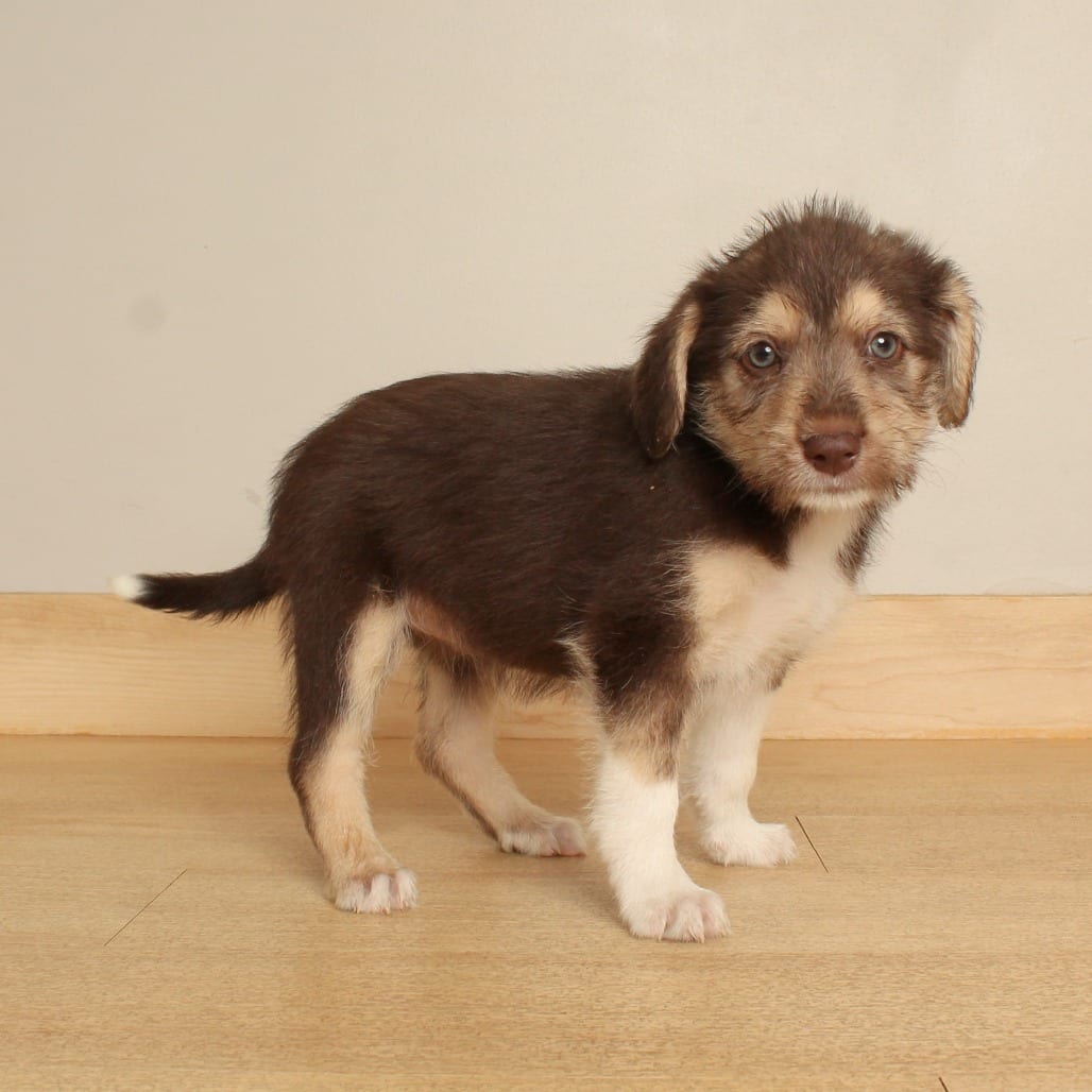 Photo of Kora D71470, adoptable Terrier, Airedale in Minnesota, Minnesota