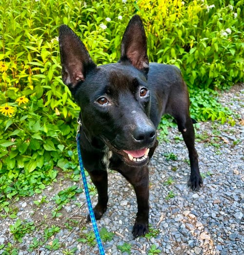 Photo of Porter, adoptable Labrador Retriever in Berwick, Pennsylvania