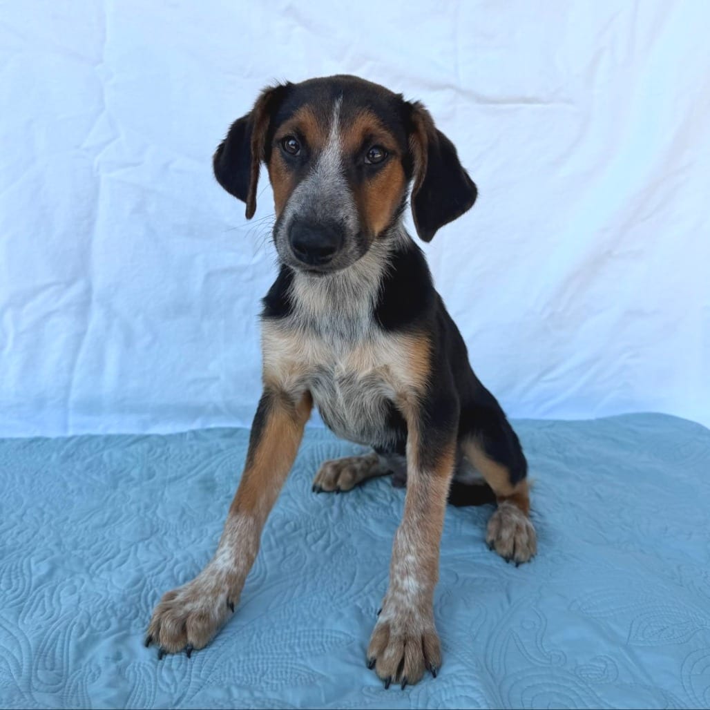 Photo of Padfoot, adoptable Mixed Breed (Medium) in Buffalo, Minnesota