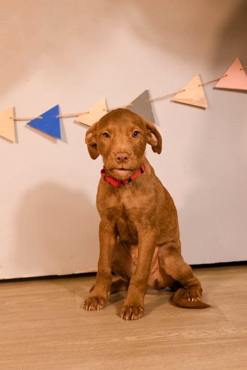 Photo of Rodrigo, adoptable Chocolate Labrador Retriever in Brooklyn Center, Minnesota