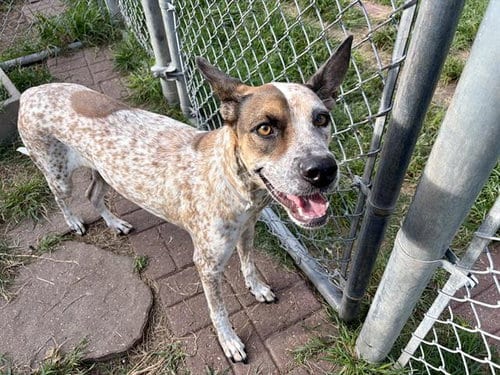 Photo of Biscuit, adoptable Australian Cattle Dog/Blue Heeler in Houston, Texas