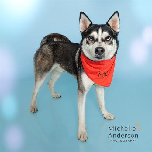 Photo of Jester, adoptable Husky in Corona, California