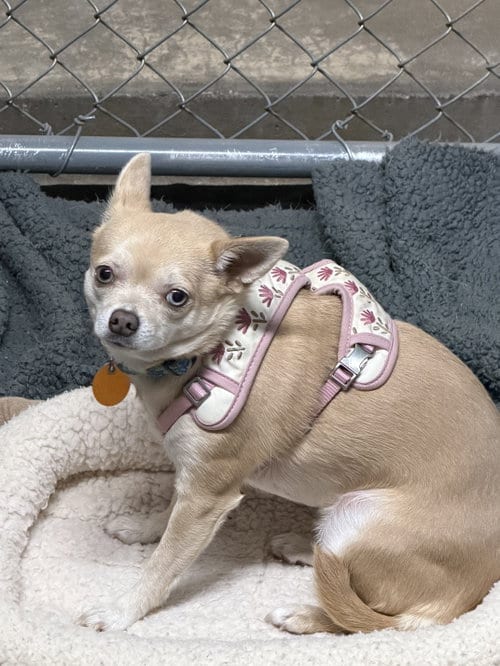 Photo of Reyna, adoptable Chihuahua in Monte Vista, Colorado
