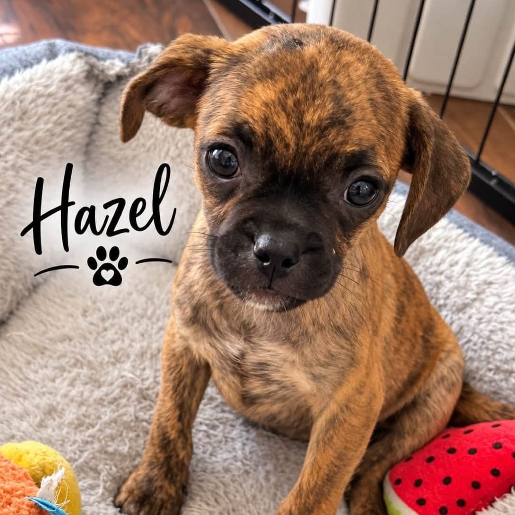 Photo of Hazel, adoptable Terrier in Santa Fe, Texas