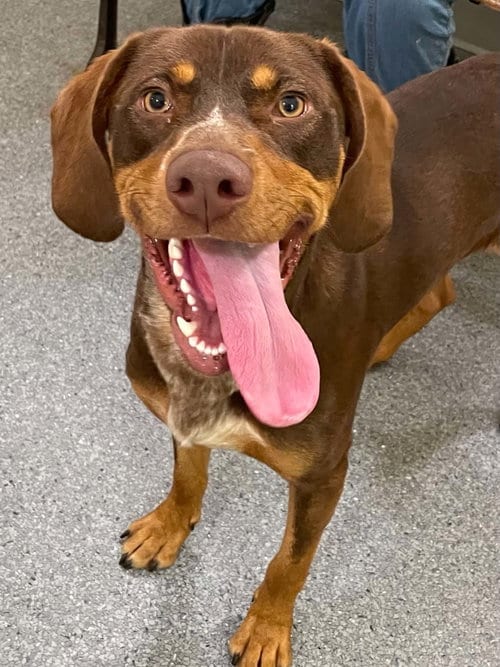 Photo of Coco, adoptable Hound in Low Moor, Virginia