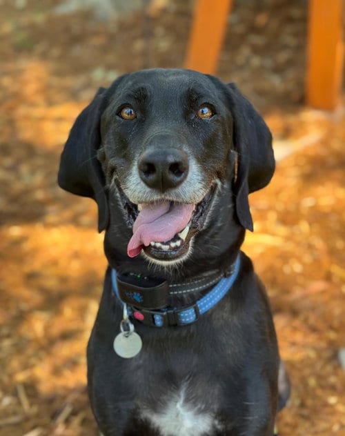 Photo of Piperoni, adoptable Weimaraner in Woodland, California