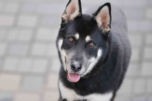 Photo of Melo, adoptable Siberian Husky in Walnut Creek, California