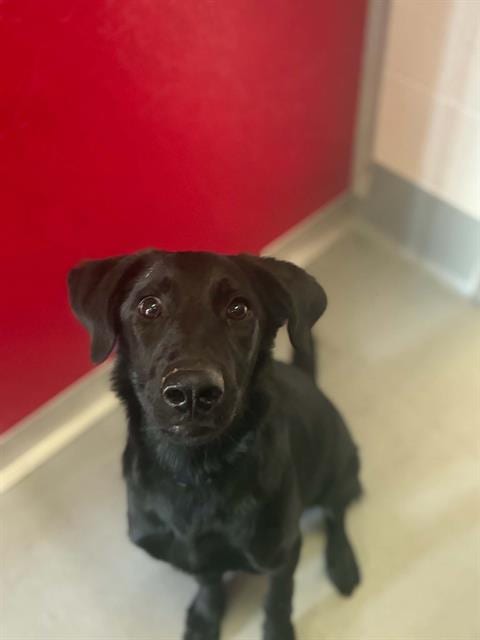 Photo of Dodge, adoptable Labrador Retriever in Visalia, California