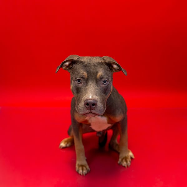 Photo of Vc14c Carlton, adoptable Pit Bull cross in Lawrenceville, Georgia