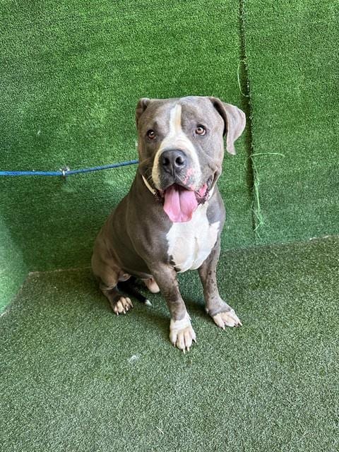 Photo of Baby Boy, adoptable Mastiff in Lancaster, California