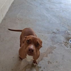 Photo of Sally 4224, adoptable American Pit Bull Terrier in Loxahatchee, Florida