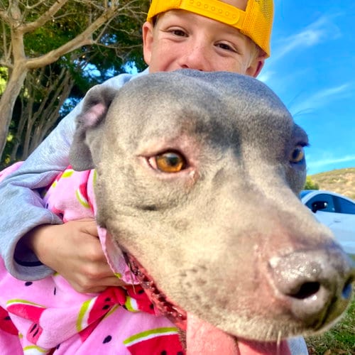 Photo of Gigi, adoptable American Staffordshire Terrier in San Juan Capistrano, California