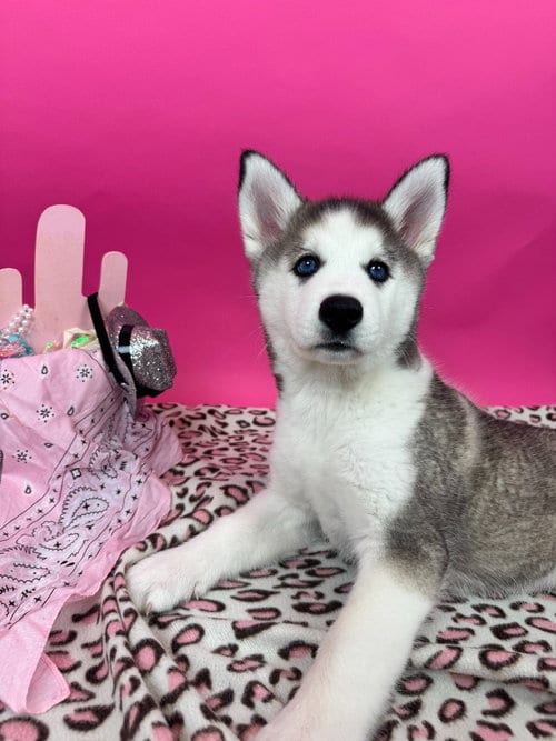 Photo of Wigs, adoptable Husky in Phoenix, Arizona
