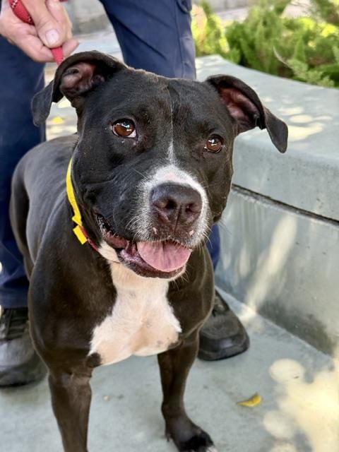 Photo of Peaches, adoptable Pit Bull Terrier in Van Nuys, California