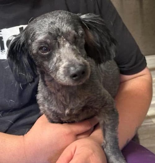 Photo of Richie in RX, adoptable Poodle (Miniature) in Cranston, Rhode Island