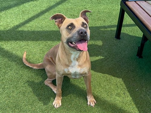Photo of Isabel, adoptable Pit Bull Terrier in Orange, California