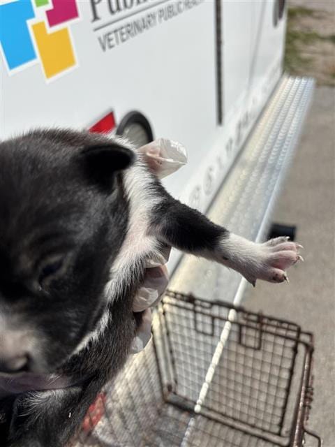 Photo of A663593, adoptable Pit Bull Terrier in Houston, Texas