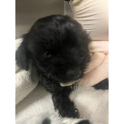 Photo of Toby Bear, adoptable Terrier (Unknown Type, Medium) Maltese in Jurupa Valley, California