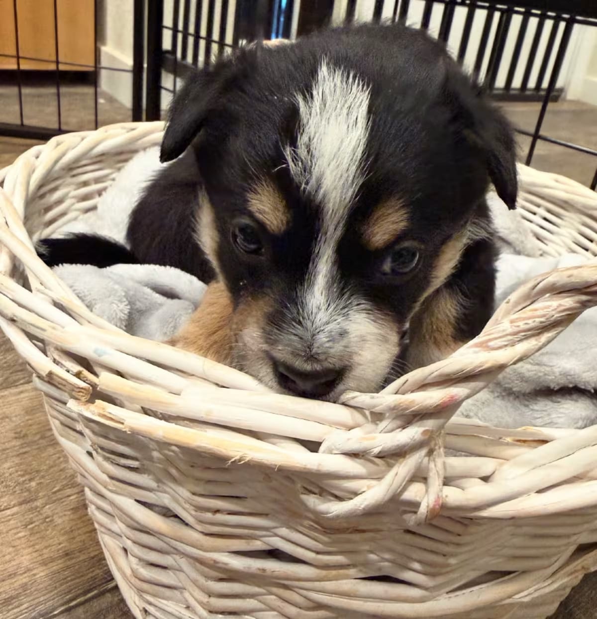 Photo of 1058 (2026) Hank, adoptable Australian Cattle Dog Husky in Parker, Colorado