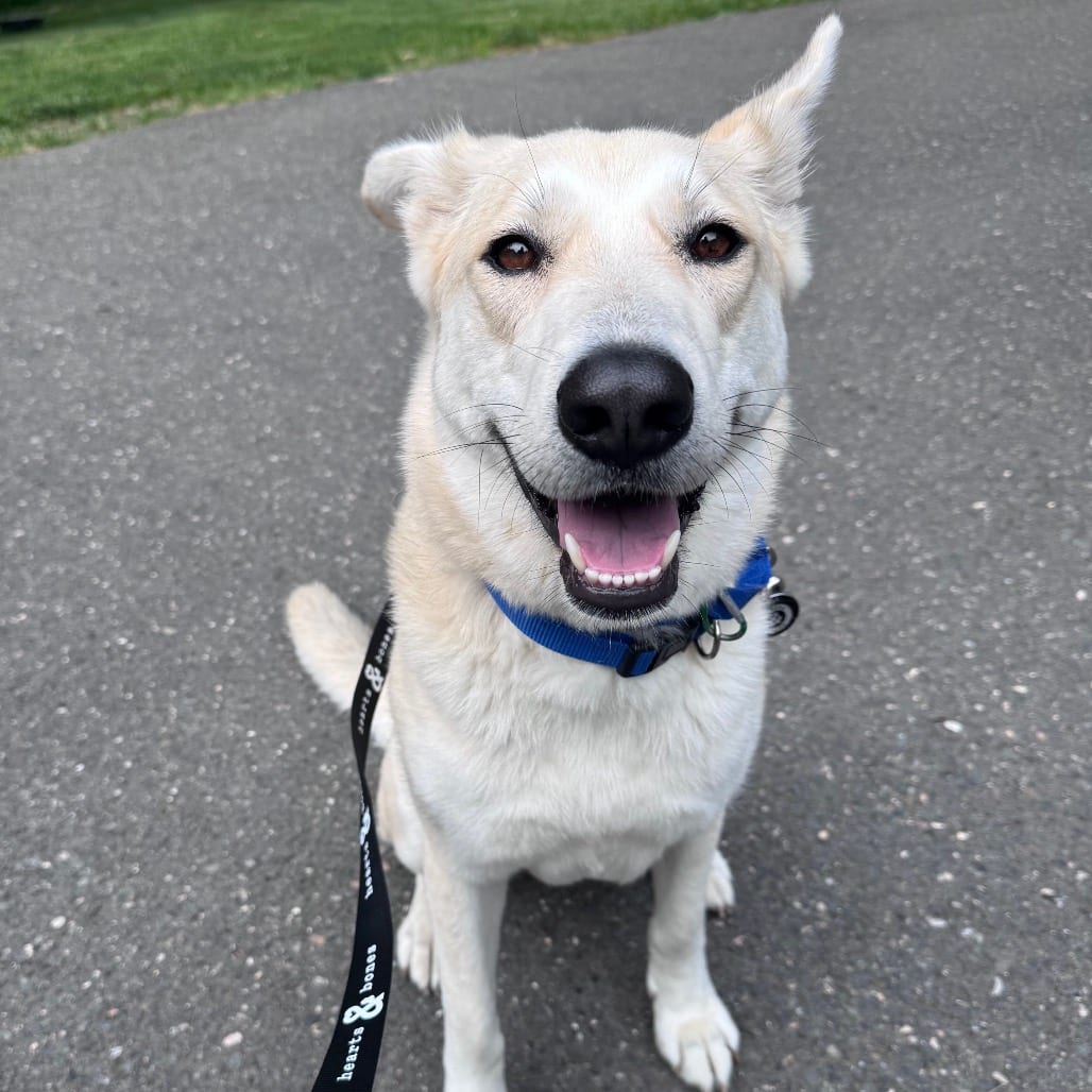 Photo of June, adoptable Shepherd / Mixed Breed (Medium)