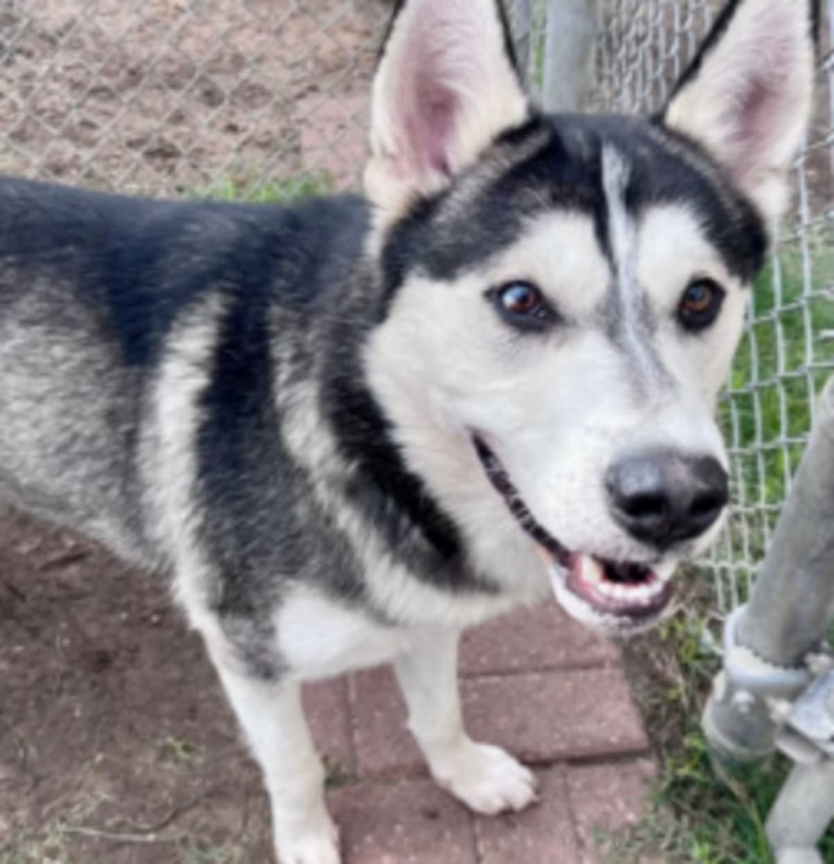 Photo of Steven, adoptable Husky in Syracuse, New York