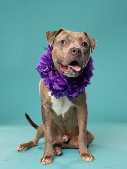 Photo of Randolph, adoptable dog in Atlanta, Georgia