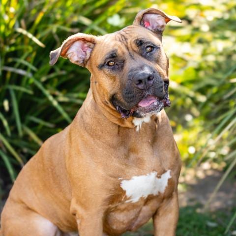 Photo of Canela, adoptable Boxer in Camarillo, California