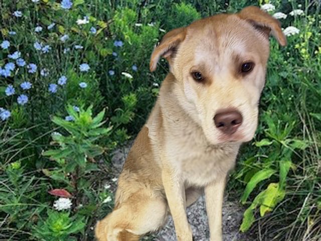 Photo of Mack, adoptable dog