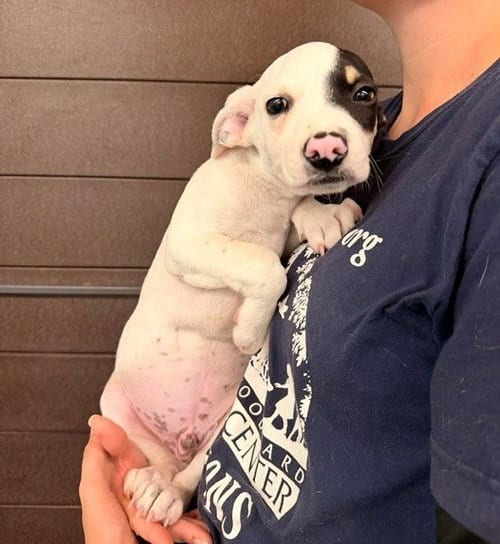 Photo of York, adoptable Unknown breed in Rancho Santa Fe, California