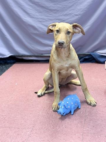 Photo of Tulip, adoptable Doberman Pinscher in Ukiah, California