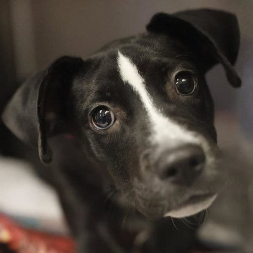 Photo of Tootsie, adoptable Labrador Retriever in San Antonio, Texas