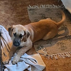 Photo of Sierra's pup Nevada, adoptable Great Dane Labrador Retriever in Bullard, Texas