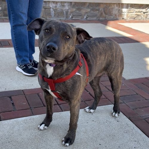 Photo of Brinny, adoptable Pit Bull Terrier in Chantilly, Virginia