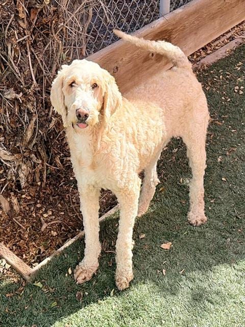 Photo of Lumi, adoptable Poodle (Standard) in Salinas, California