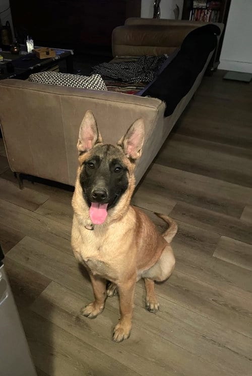 Photo of Rocky, adoptable Belgian Shepherd Malinois in Chandler, Arizona