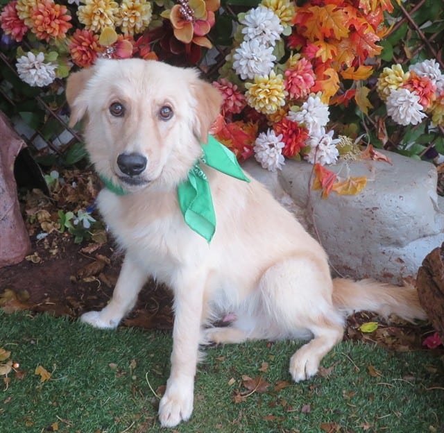 Photo of Mooch, adoptable Golden Retriever and Great Pyrenees in Oklahoma City, Oklahoma