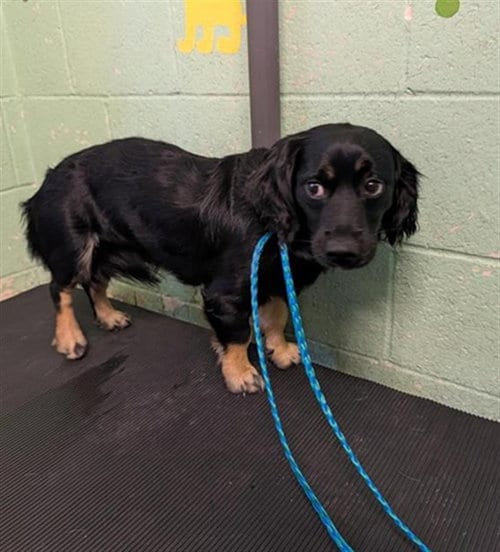 Photo of Tommy Boy, adoptable Cocker Spaniel in Sacramento, California