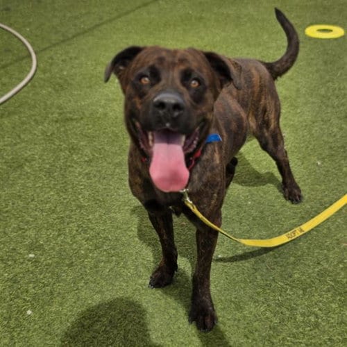 Photo of Solo, adoptable Pit Bull Terrier in Las Vegas, Nevada
