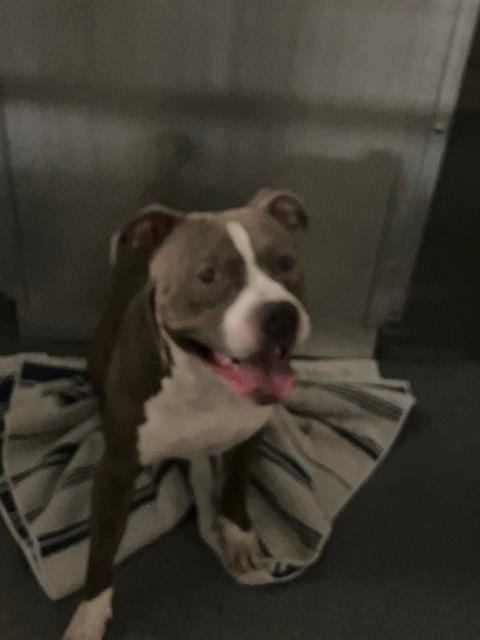 Photo of MJ, adoptable Mixed Breed