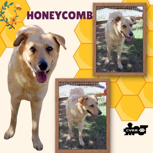 Photo of Honeycomb, adoptable Golden Retriever in Lindsay, California