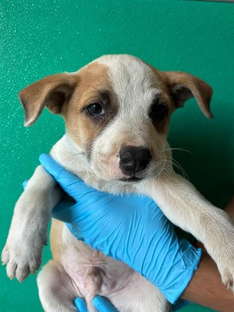 Photo of A256467, adoptable Queensland Heeler in Visalia, California