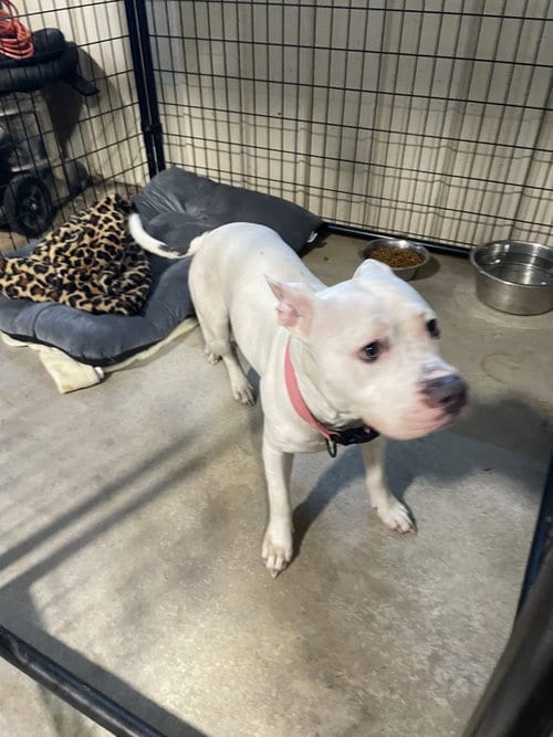 Photo of Sophie, adoptable American Pit Bull Terrier in Kewanee, Illinois