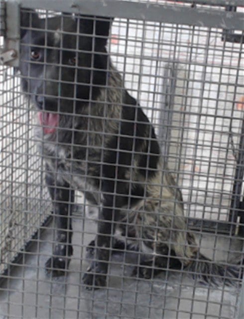 Photo of Oreo, adoptable Australian Cattle Dog/Blue Heeler in San Bernardino, California