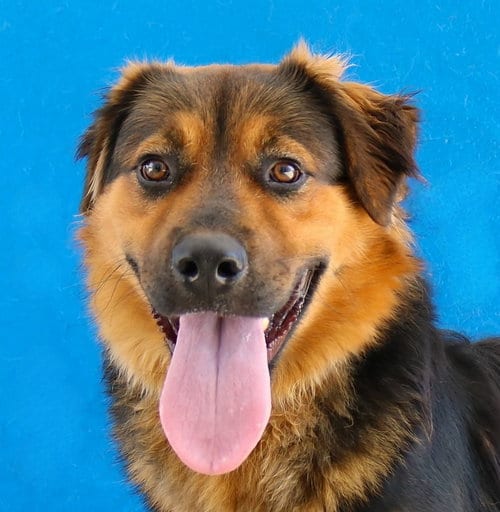 Photo of Post Malone, adoptable German Shepherd Dog in Pasadena, California