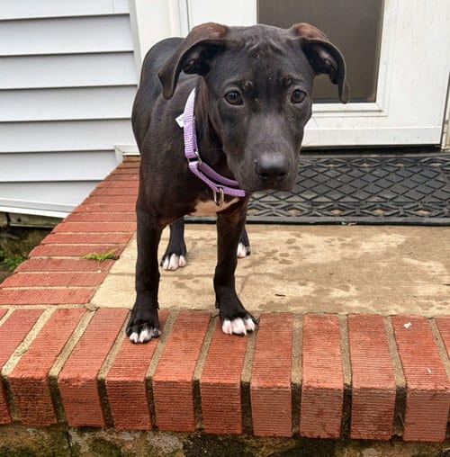Photo of Flyer, adoptable Unknown breed in Cliffwood, New Jersey