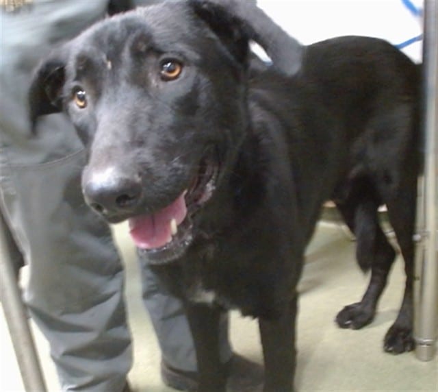 Photo of Senior Shepherd mix, adoptable Shepherd mix in Devore, California