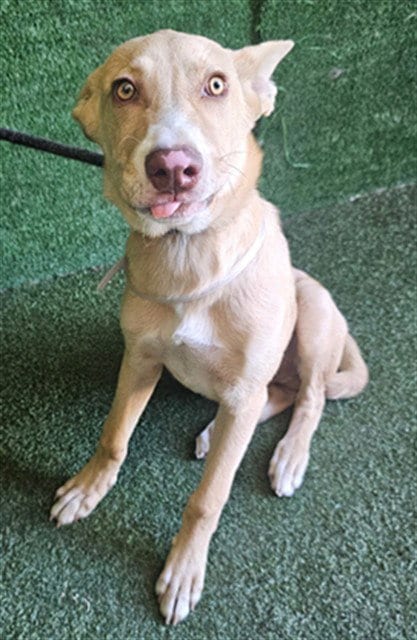 Photo of Hank, adoptable German Shepherd Dog in Lancaster, California