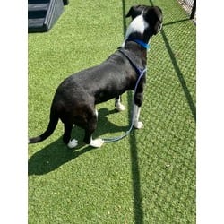 Photo of Milo, adoptable American Pit Bull Terrier in Baton Rouge, Louisiana